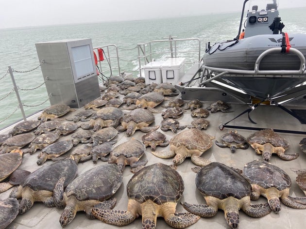 寒さで泳げなくなった無数のウミガメを救え 大寒波のテキサスで救出作戦 画像集 ハフポスト 寒さで泳げなくなった無数のウミガメを救え 大寒波のテキサスで救出作戦 画像集 ハフポスト