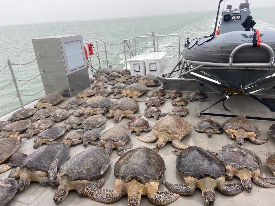 寒さで泳げなくなった無数のウミガメを救え 大寒波のテキサスで救出作戦 画像集 ハフポスト 寒さで泳げなくなった無数のウミガメを救え 大寒波のテキサスで救出作戦 画像集 ハフポスト
