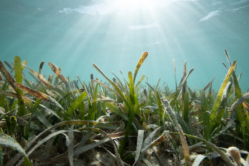 Sunlight to the Seagrasses: U.S. Forest Service Research Shines Light on  Threatened Coastal Plant