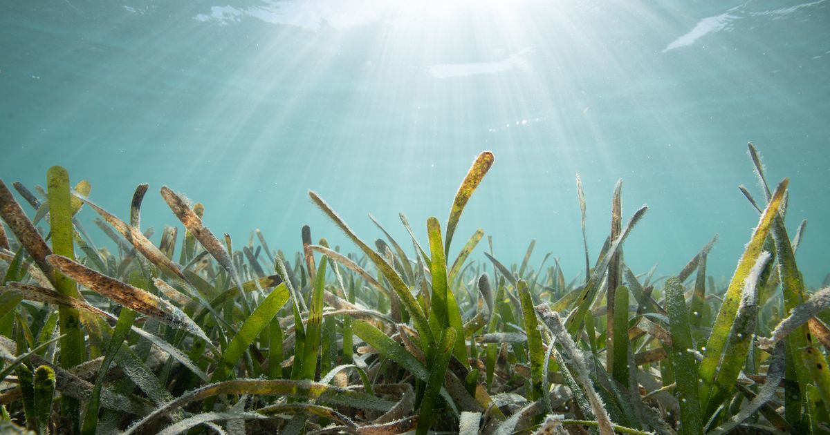 Seagrass Is A Vital Weapon Against Climate Change, But We’re Killing It ...