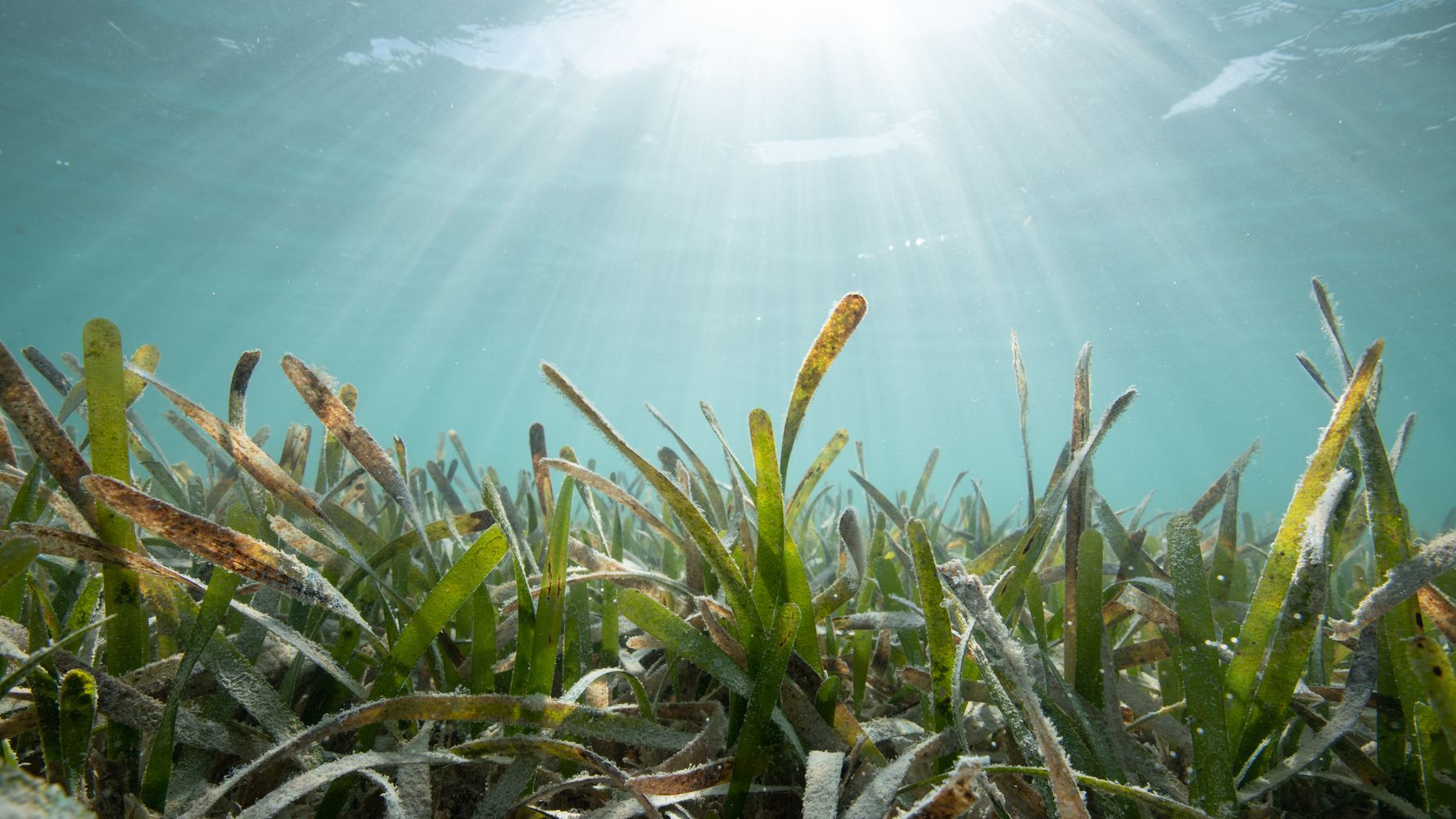 Could human pee save seagrass?