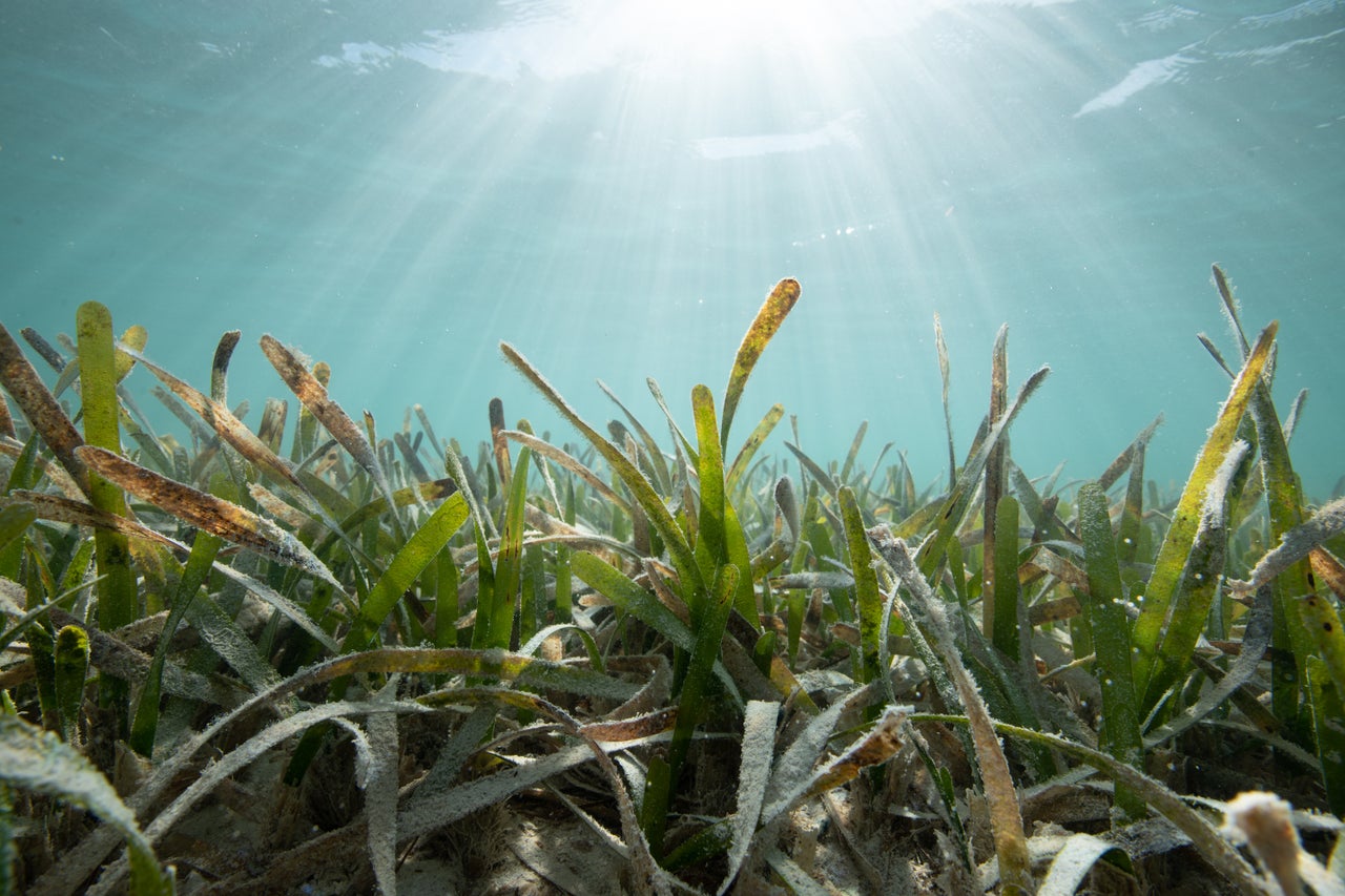 Turtle grass and sunlight in the Lignumvitae Key Aquatic Preserve, adjacent to Islamorada in the Upper Florida Keys.