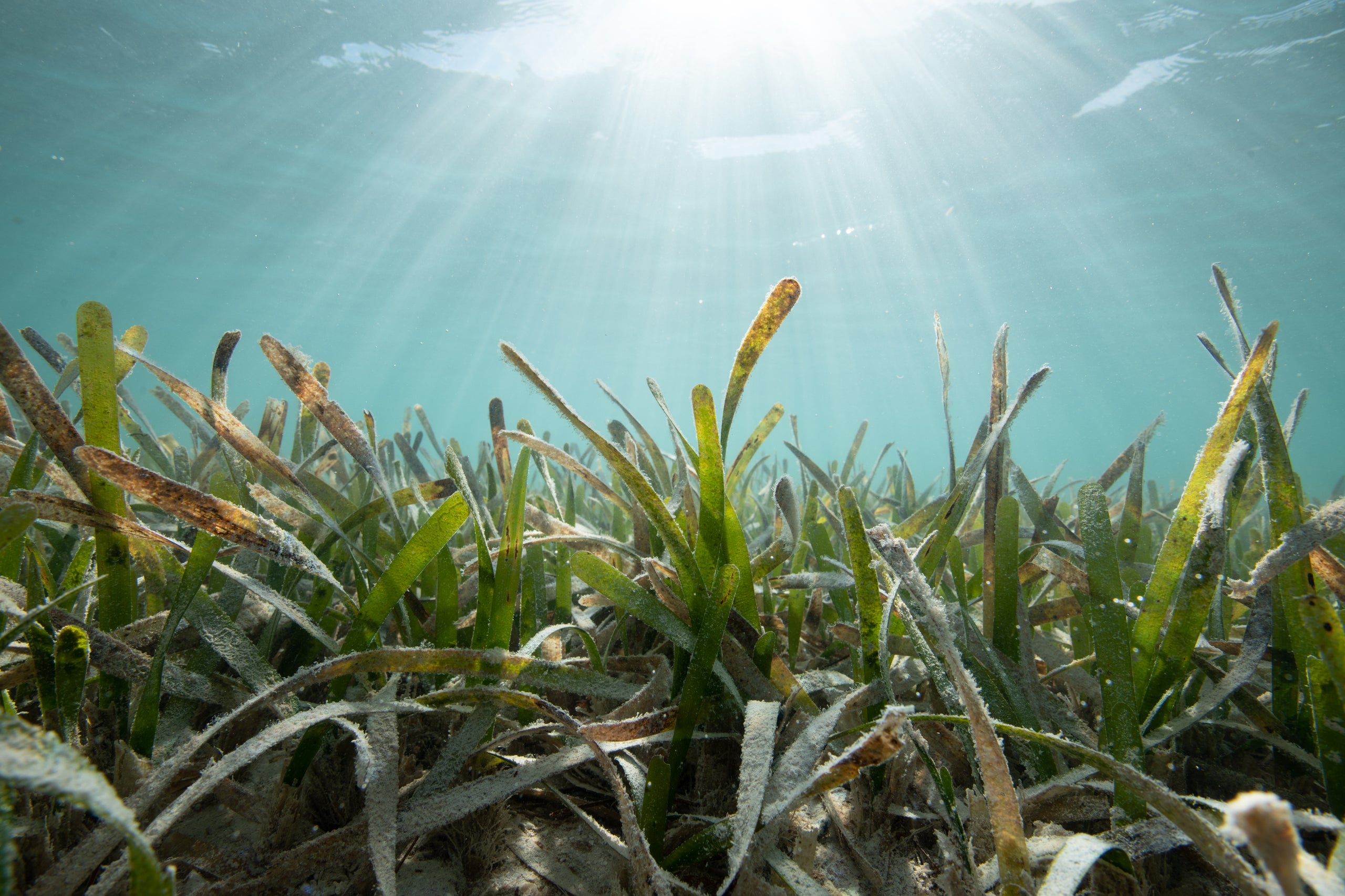 Turtle grass and sunlight in the Lignumvitae Key Aquatic Preserve, adjacent to&nbsp;Islamorada in the Upper Florida Keys.