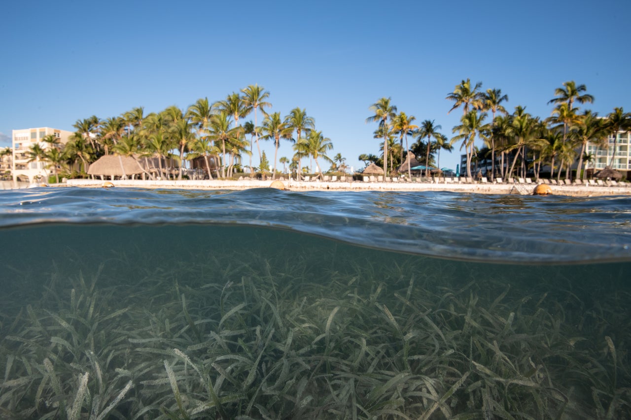 Seagrass near the Sands of Islamorada Ocean Front Hotel, Islamorada, Florida. Coastal development, and the pollution it causes, is a big threat to seagrass ecosystems.