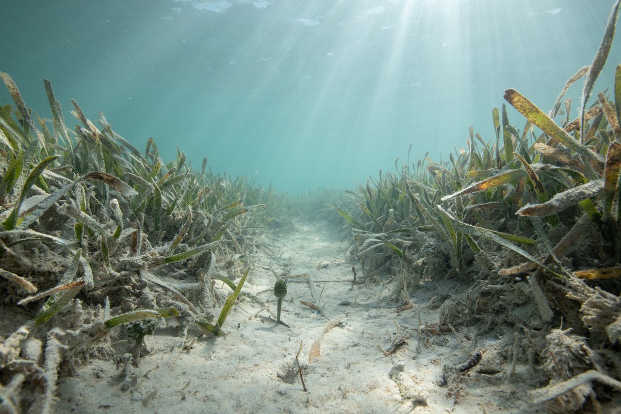 A propeller scar from a boat in a seagrass meadow composed of turtle grass in the Lignumvitae Key Aquatic Preserve, Islamorada, Florida.
