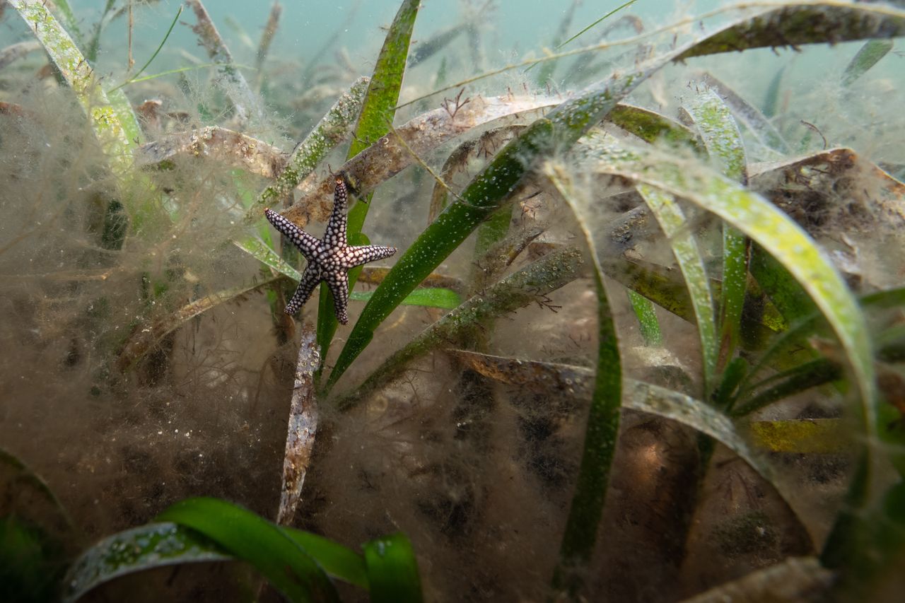 A small-spine sea star hangs onto a blade of turtle grass in Holmes Beach, Florida.