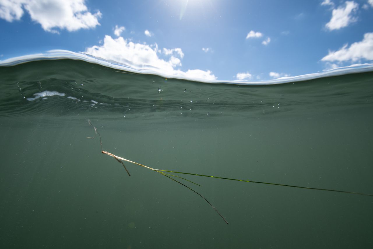 A piece of dislodged seagrass floats beneath the surface in the Biscayne Bay Aquatic Preserve, Florida.