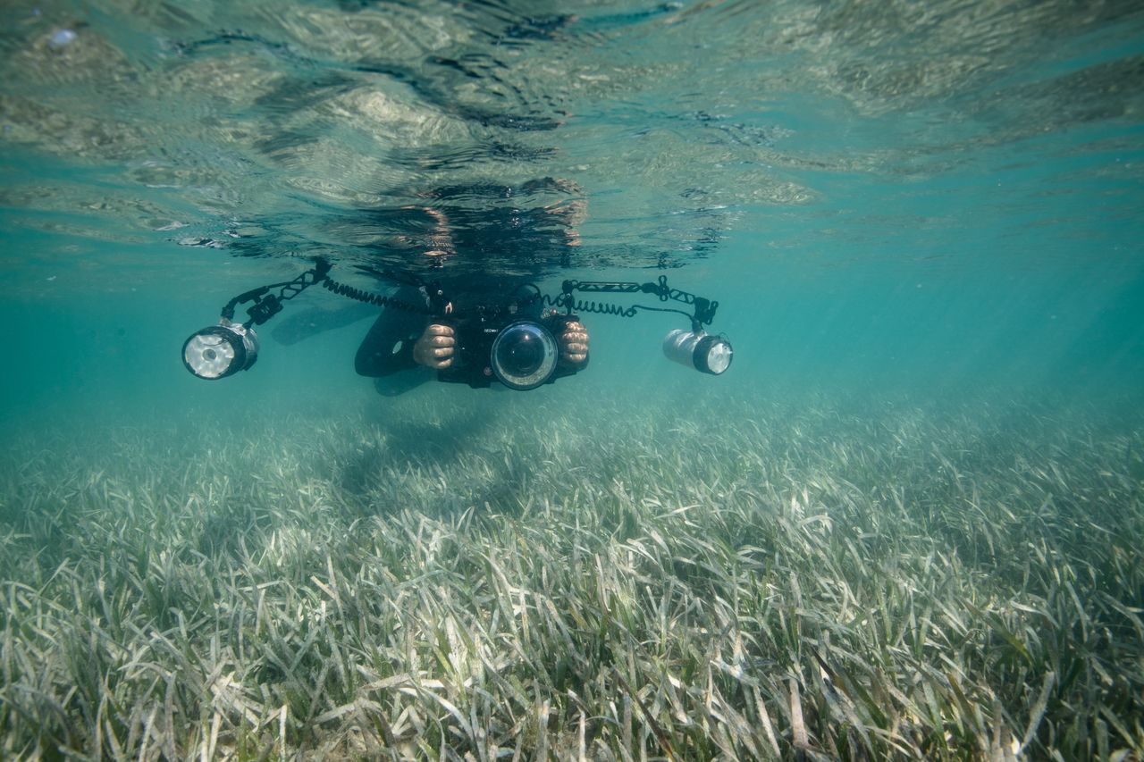 Ian Segebarth photographs a seagrass meadow composed of turtle grass in the Lignumvitae Key Aquatic Preserve.