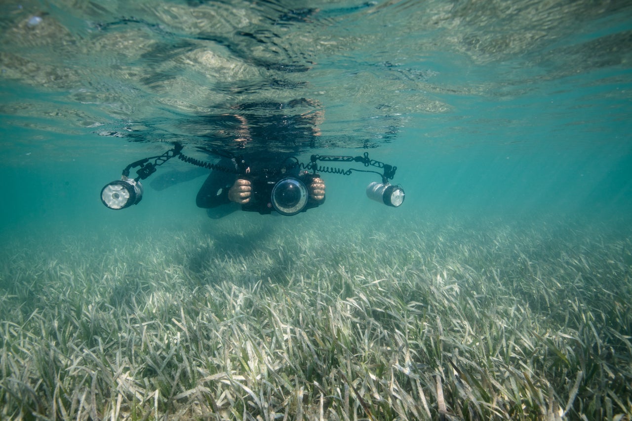 Ian Segebarth photographs a seagrass meadow composed of turtle grass in the Lignumvitae Key Aquatic Preserve.