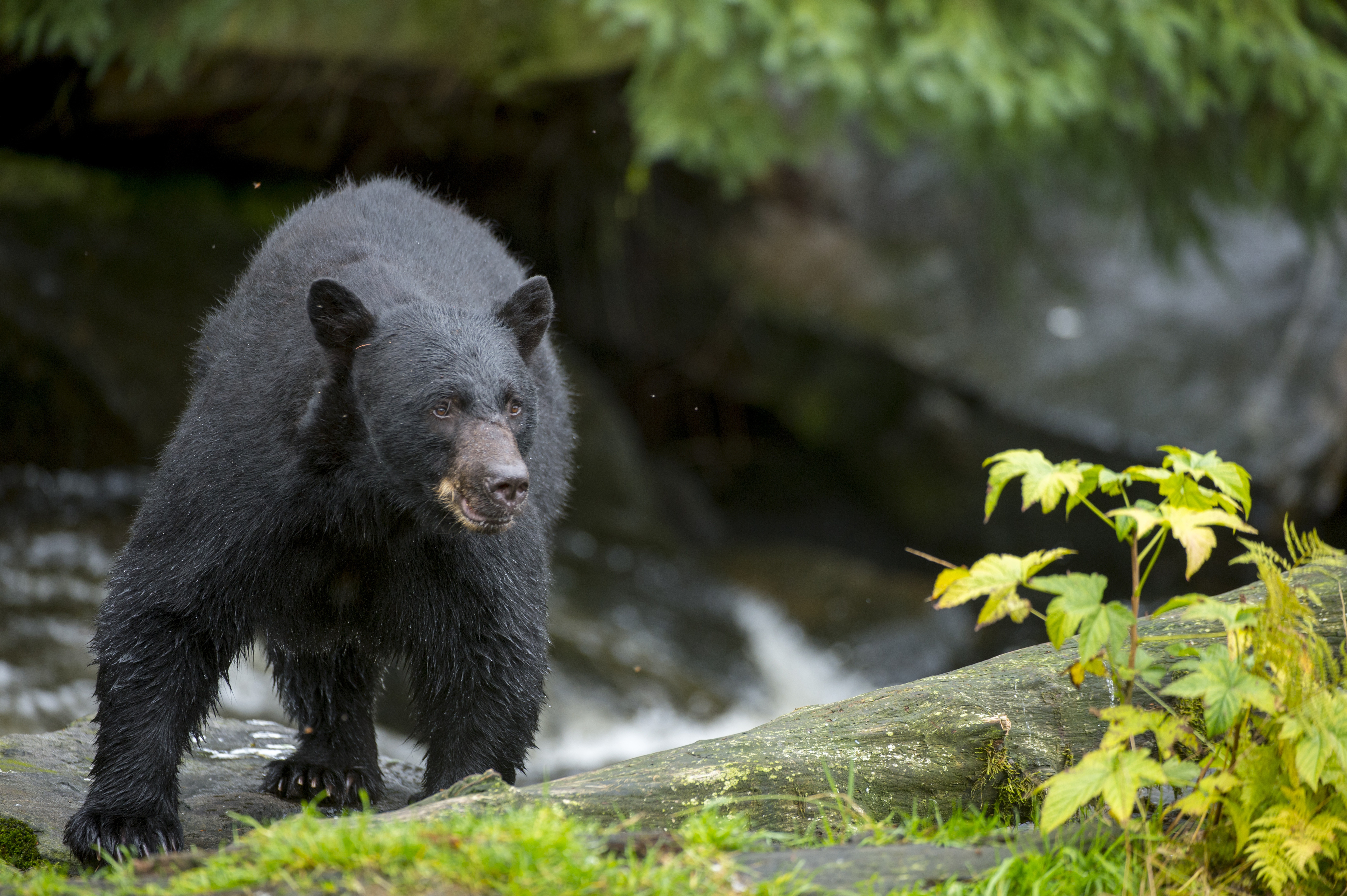 Alaska Woman Attacked By Bear While Using Outhouse | HuffPost Weird News