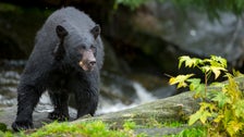 Alaska Woman Attacked By Bear While Using Outhouse 2 602ff2942400001202379a7b