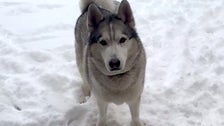 Happy Husky Literally Says 'No!' When Asked To Come Inside From The Snow 2 603612cd270000e01d682752