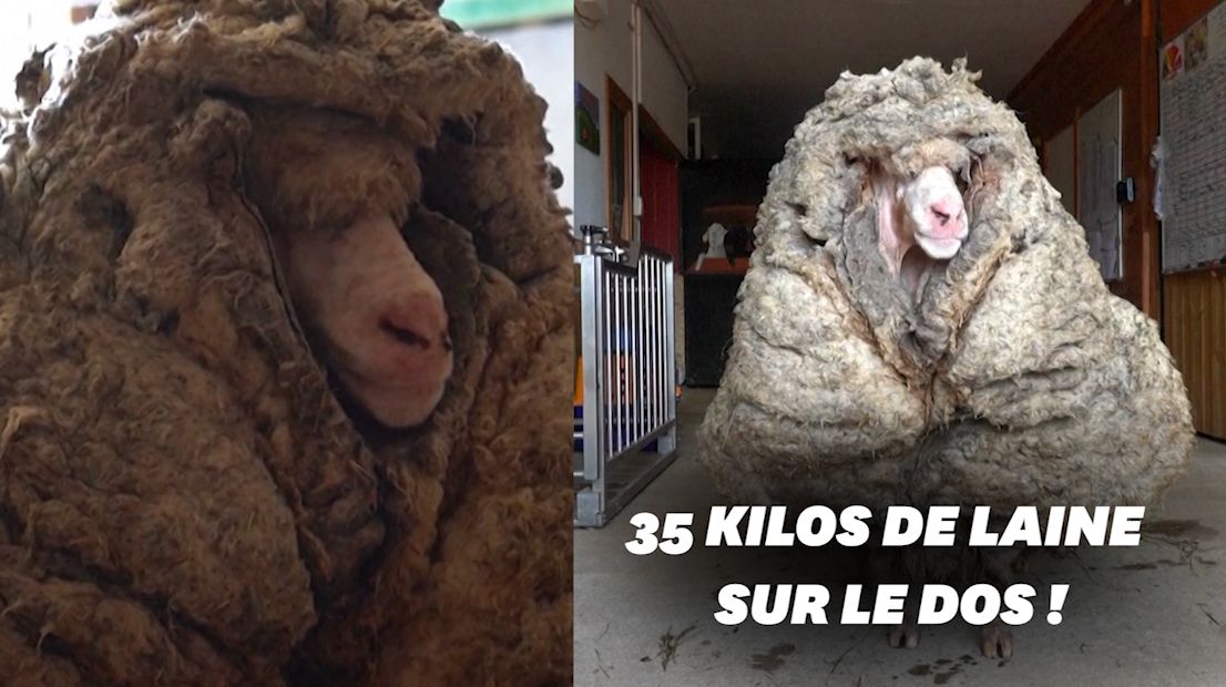 En Australie, ce mouton secouru avec 35 kilos de laine sur le dos