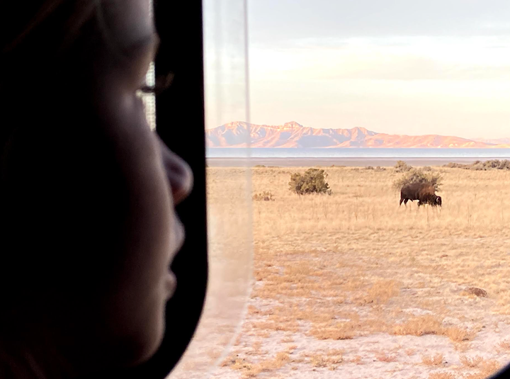 The author's 6-year-old woke her up one morning in November 2020 to point out bison in their campsite on Antelope Island in Utah.