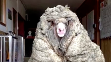 Wild Australian Sheep Gets Sheared Of 78 Pounds Of Wool 2 6036caa1270000160157ddc1
