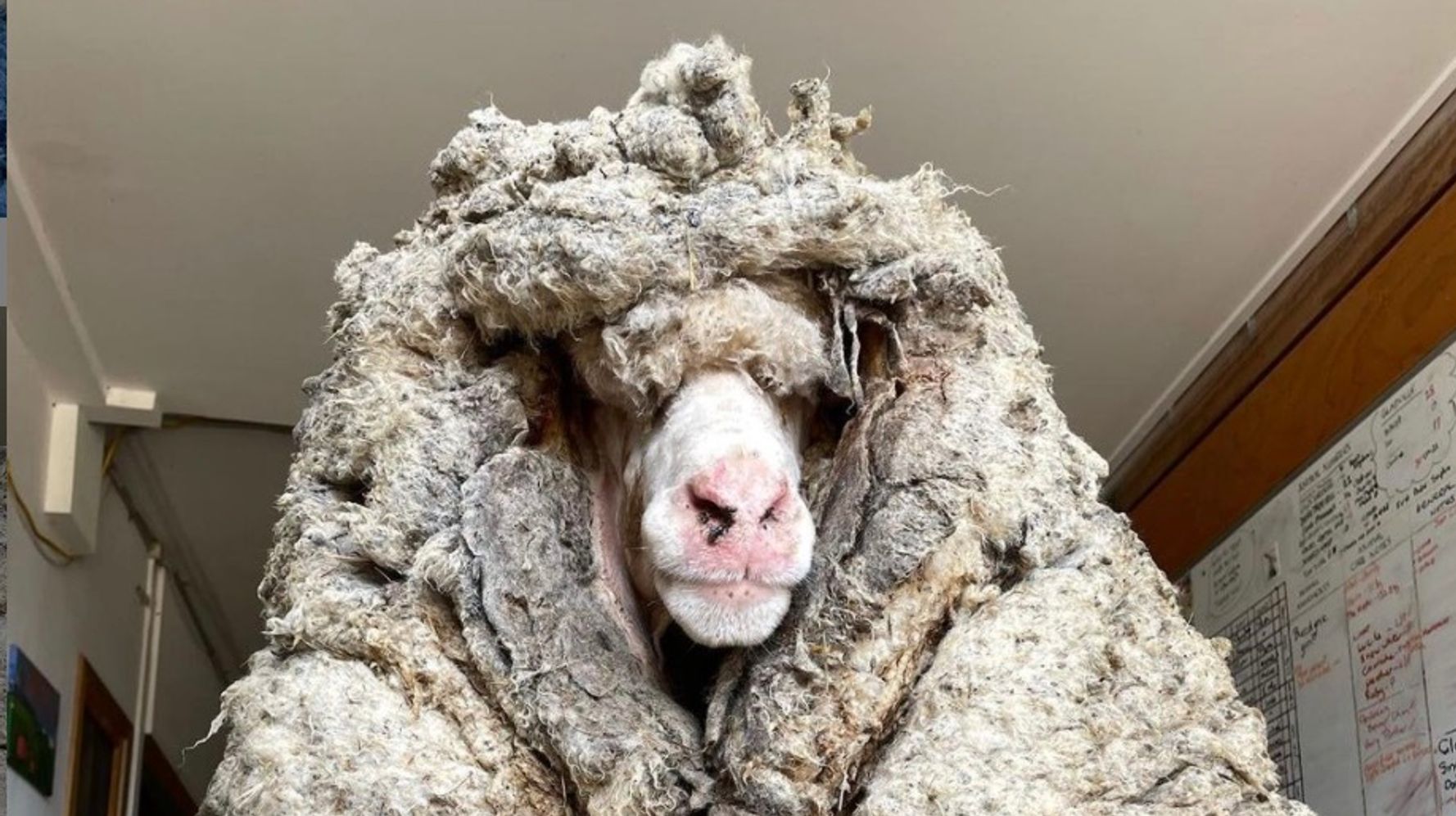 毛で前がメエエエないよ 34キロの羊毛に覆われた羊がオーストラリアで保護される ハフポスト