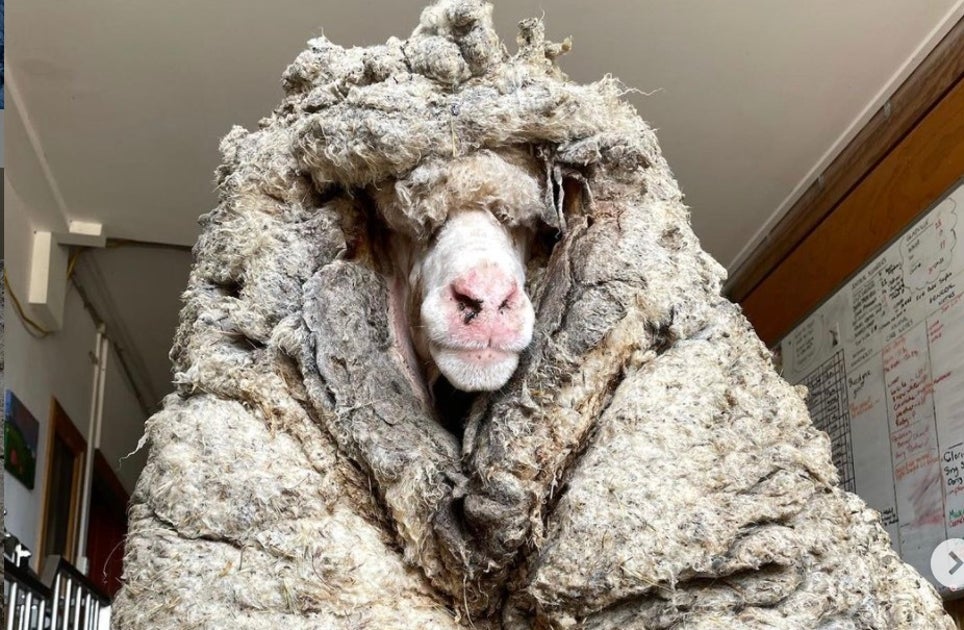 毛で前がメエエエないよ 34キロの羊毛に覆われた羊がオーストラリアで保護される ハフポスト