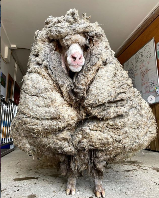 毛で前がメエエエないよ 34キロの羊毛に覆われた羊がオーストラリアで保護される ハフポスト