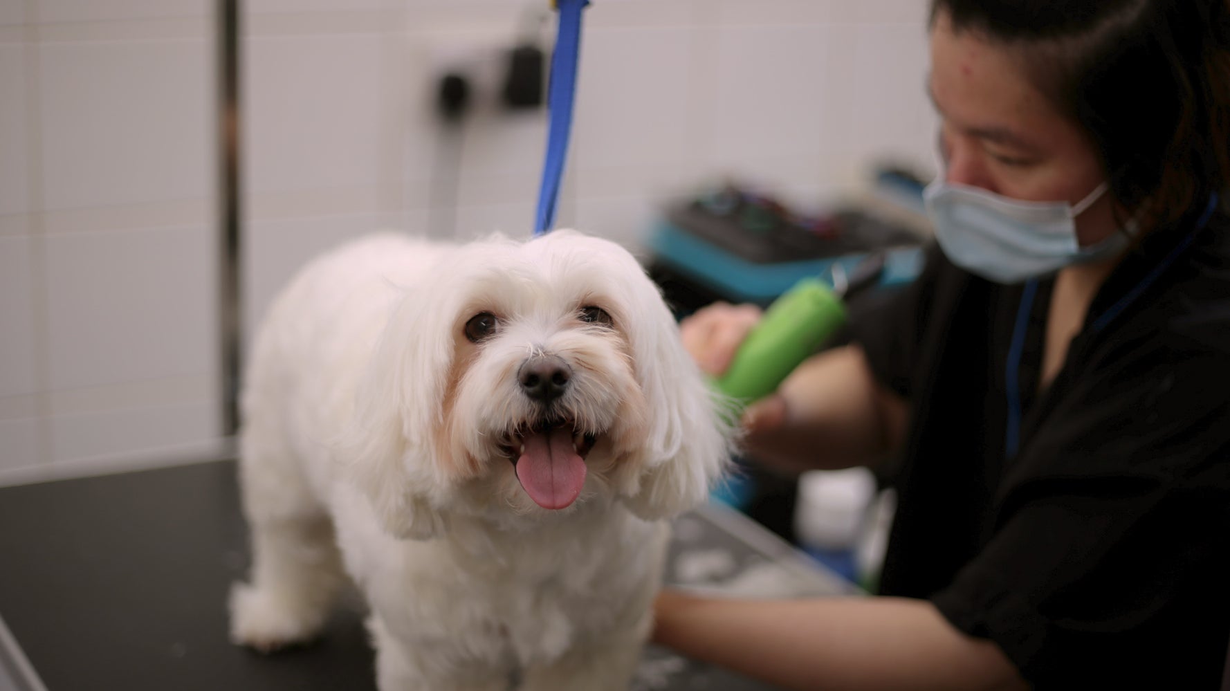 'Grooming Is A Necessity, Not A Luxury': How The Lockdown Pet Boom Changed Business For Good For London's Leading Dog Grooming Specialist - Vimarsana News