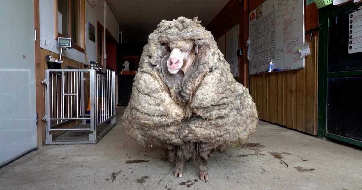 Wild Australian Sheep Sheared Of 35kg Of Wool | HuffPost UK News