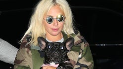 Medio millón de dólares para el que encuentre a los perros de Lady