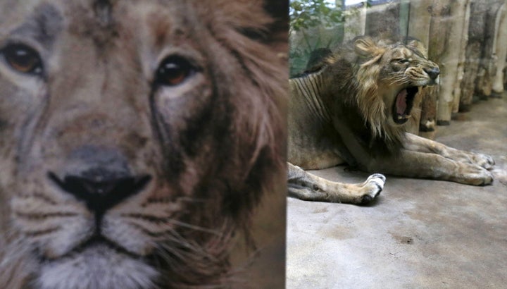 Jamvan, an Asiatic lion, yawns inside its enclosure at Prague Zoo in Prague, Czech Republic, December 20, 2015. 