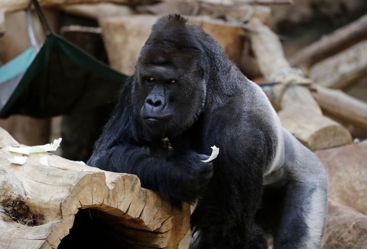Richard, a western lowland gorilla, who was tested positive for COVID-19 on February 25, 2021, eats vegetables inside its enclosure at closed Prague Zoo amid the coronavirus disease (COVID-19) outbreak in Prague, Czech Republic, November 10, 2020. Picture taken November 10, 2020.