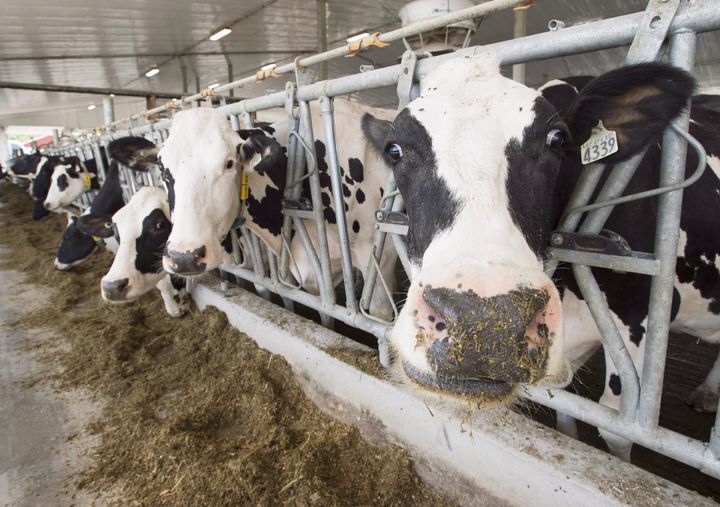 Dairy cows are seen at a farm, Friday, Aug. 31, 2018 in Sainte-Marie-Madelaine, Que.