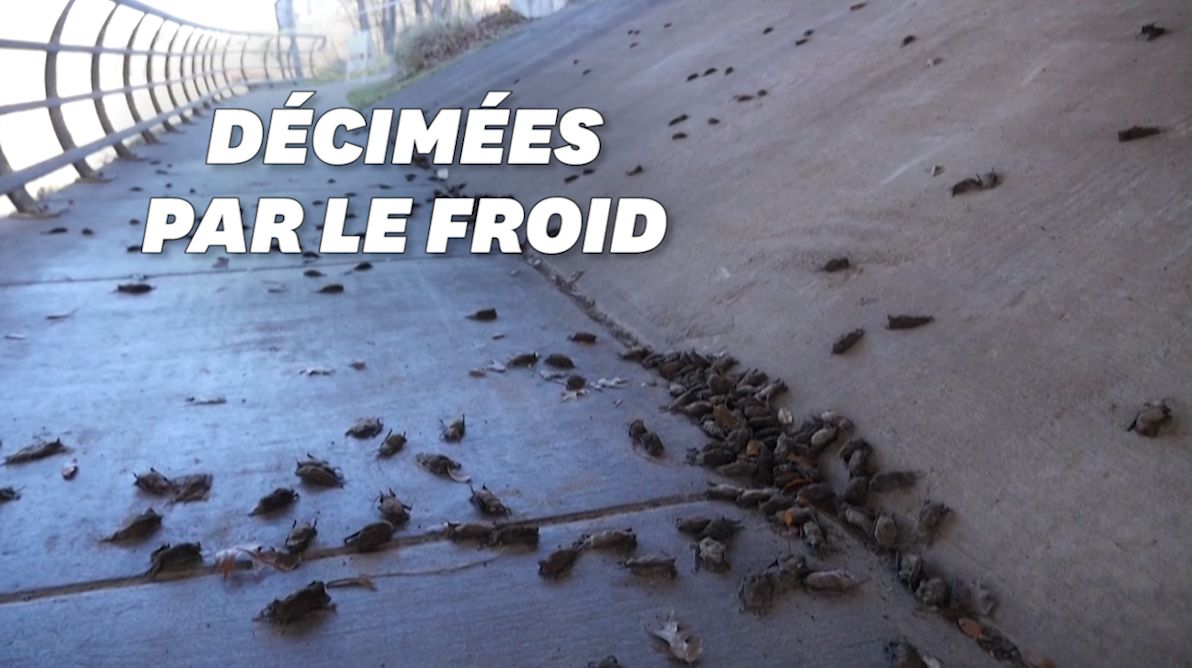 La vague de froid au Texas fait des centaines de victimes chez les chauves-souris