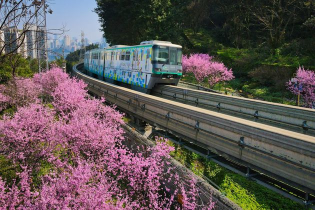 Plum blossoms in Chongqing, China.