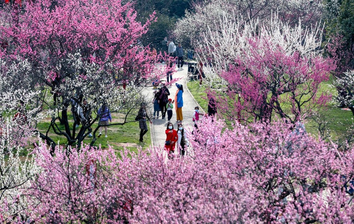 Plum trees in Wuhan, China.