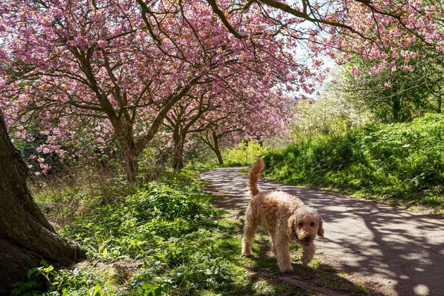 Cherry trees in full blossom in Saltburn By The Sea, North Yorkshire. 