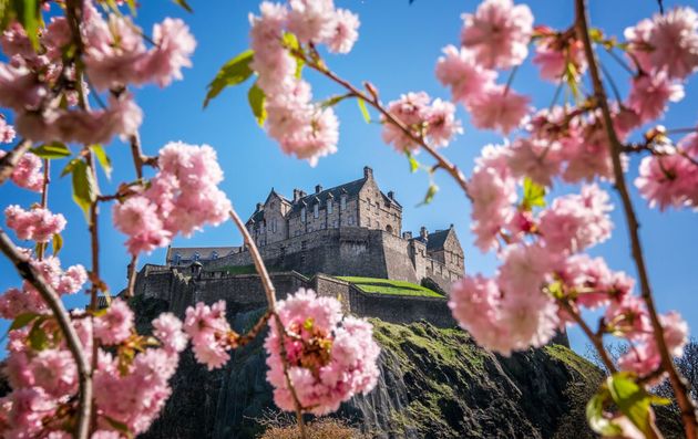 Edinburgh Castle is framed by cherry blossom in Princes Street Gardens.