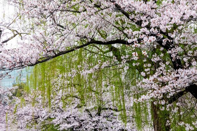 Cherry Blossom in Ueno Park, Tokyo, Japan. 