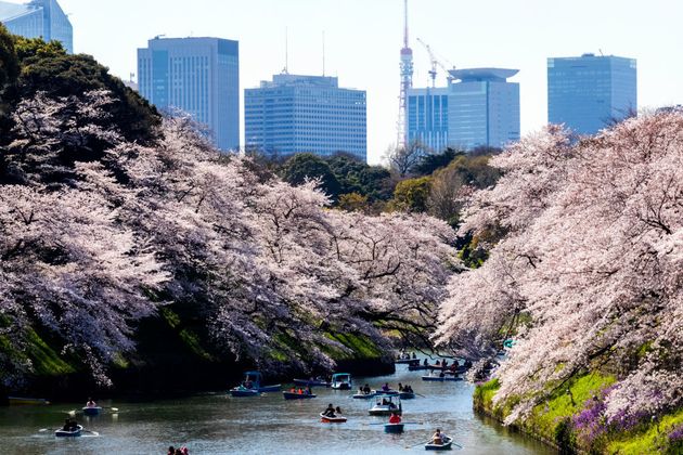 Boats and blossom in Ueno Park, Tokyo, Japan. 