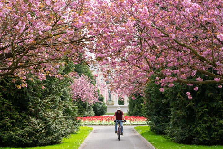 Blooms out in full at Cathays Park in central Cardiff.