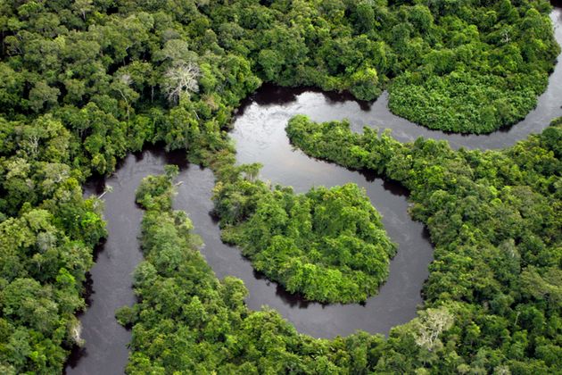 Les terrains de la forêt amazonienne  vendus sur Facebook sont détenus illégalement.