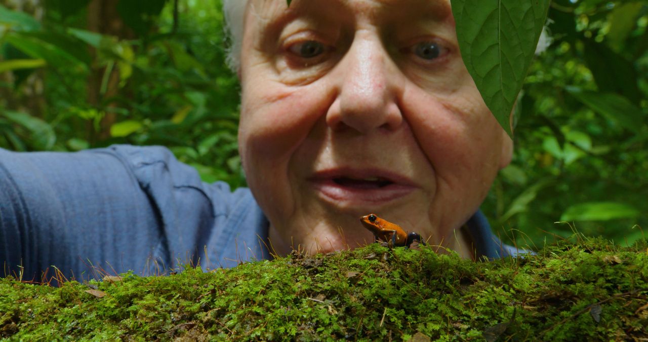 David with a tiny poison dart frog