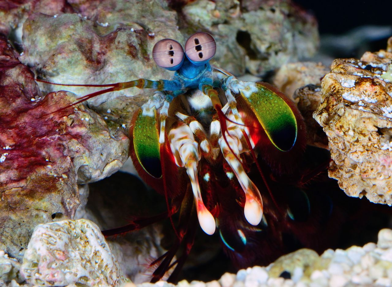 The mantis shrimp, which has phenomenal eyesight 