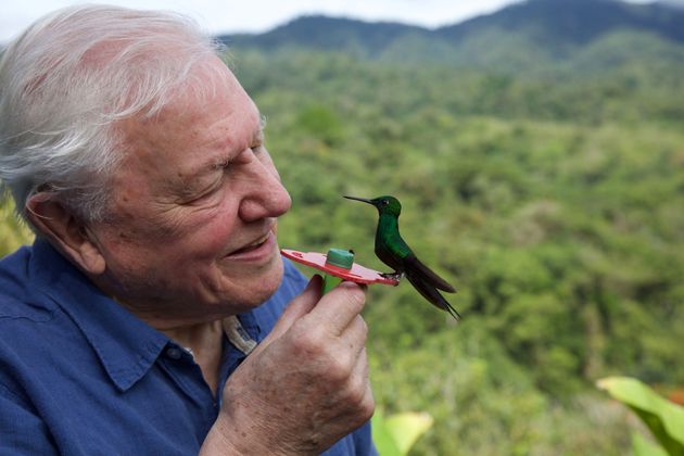 David Attenborough in Costa Rica with a small hummingbird 
