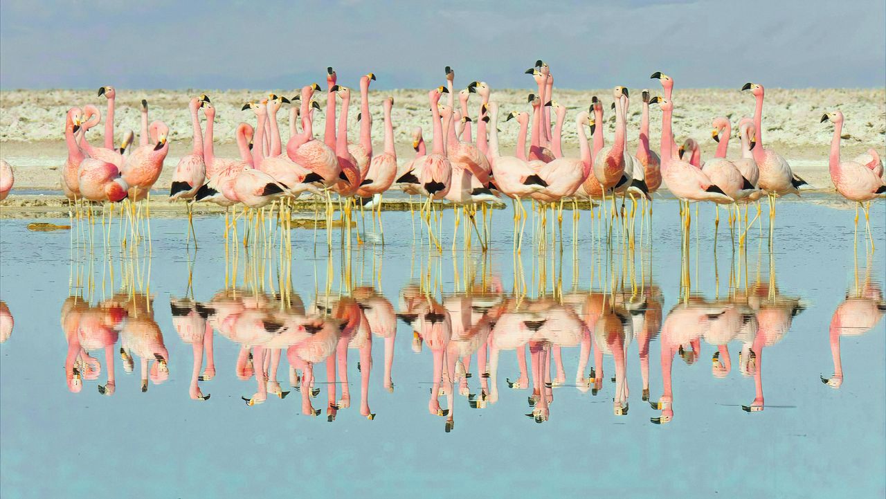 Flamingos get their distinctive colour from a diet of shrimp