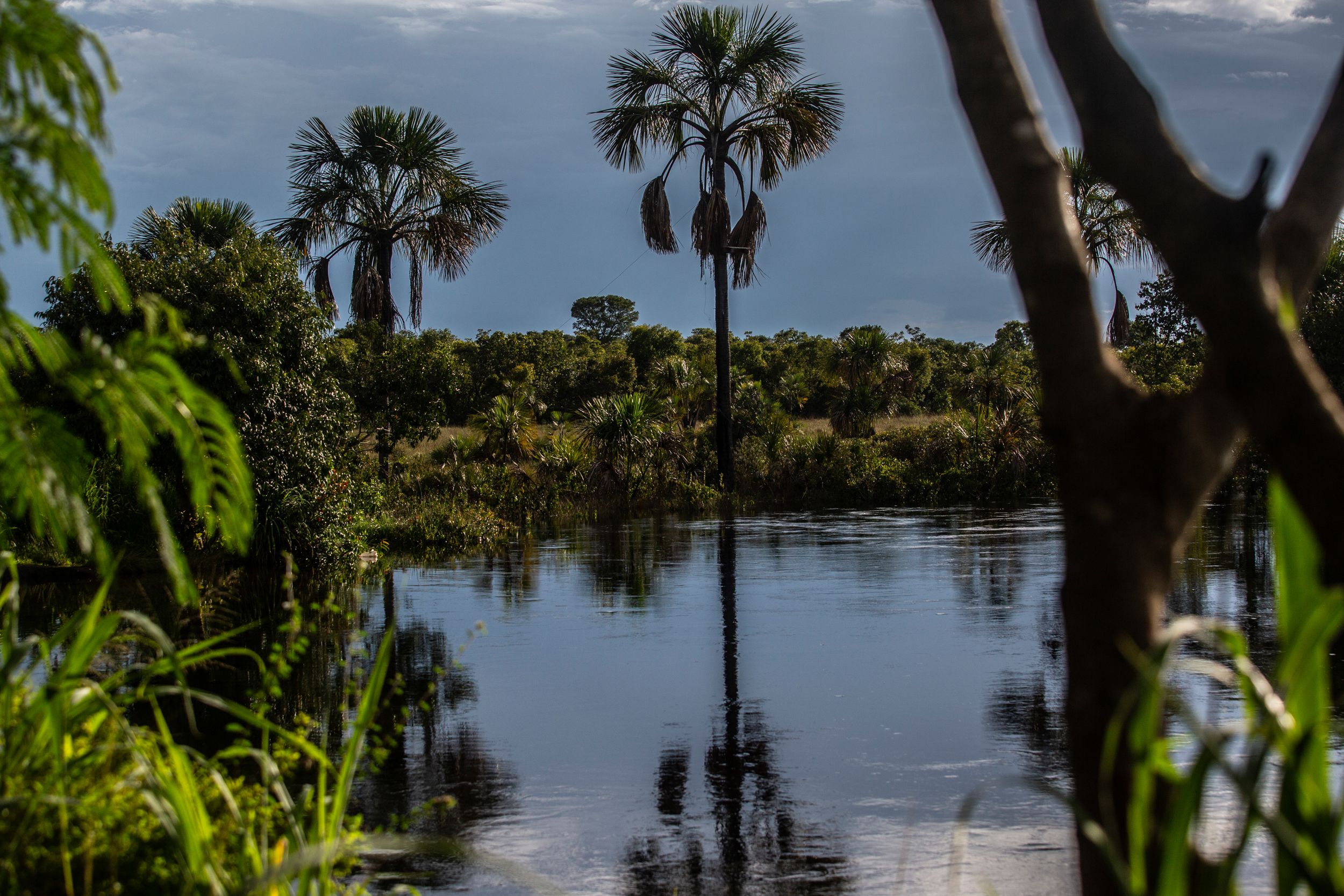 A typical swampy area in the Cerrado, fed by rainwater and the Urucuia aquifer in Bahia state.