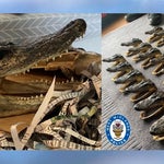 イギリスで80頭分の「ワニの頭」が家から押収される。不法輸入で世界中のマニアに販売か【画像】