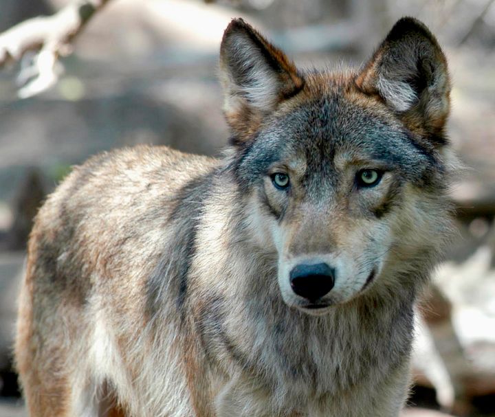 Wisconsin wildlife officials opened an abbreviated wolf season on Feb. 22, 2021, complying with a court order to start the hunt immediately rather than wait until November. 