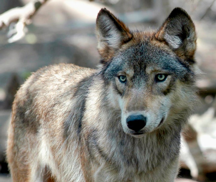 Wisconsin wildlife officials opened an abbreviated wolf season on Feb. 22, 2021, complying with a court order to start the hunt immediately rather than wait until November.
