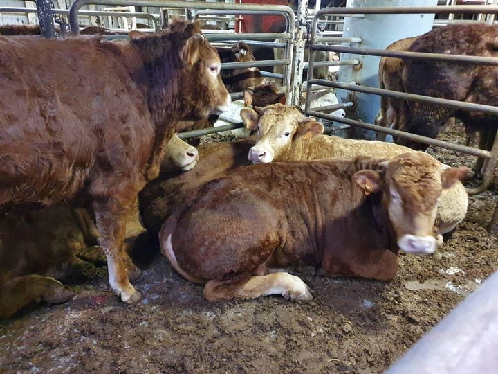 Cattle on board the Karim Allah on Feb. 24.