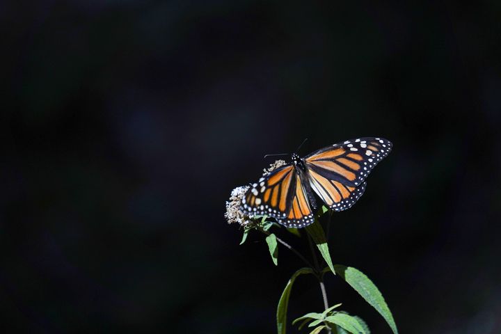 A monarch butterfly sits on a flower at El Rosario sanctuary, in El Rosario, in Michoacan state, Mexico on February 11, 2021.