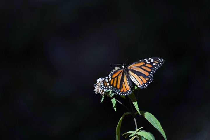 A monarch butterfly sits on a flower at El Rosario sanctuary, in El Rosario, in Michoacan state, Mexico on February 11, 2021.