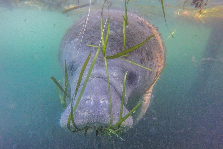A manatee swims beside a tour boat in the Crystal River Preserve State Park on Jan. 7, 2020, in Crystal River, Florida. Hundreds of manatees head to the Crystal River bays in winter to escape the colder temperatures throughout the Gulf of Mexico.
