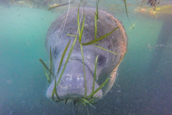 A manatee swims beside a tour boat in the Crystal River Preserve State Park on Jan. 7, 2020, in Crystal River, Florida. Hundreds of manatees head to the Crystal River bays in winter to escape the colder temperatures throughout the Gulf of Mexico.